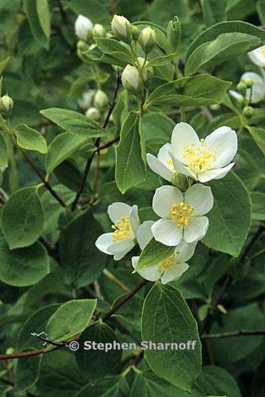 philadelphus lewisii 1 graphic